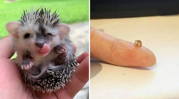 30 Cutest Photos Of Smol Animals And Objects, Shared By Tiny Units Reddit Group