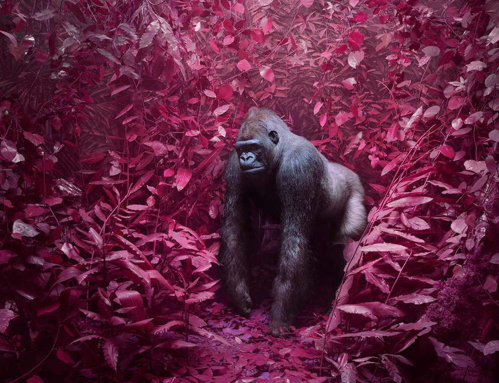 Wildlife Reimagined in Technicolor Dreamscapes By Jim Naughten
