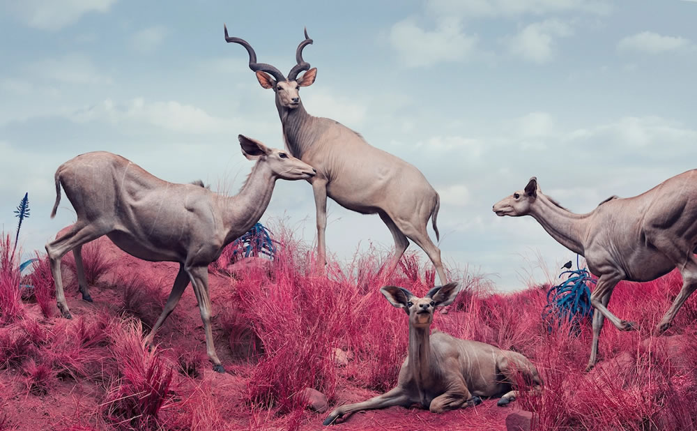 Vida selvagem reimaginada em paisagens de sonho em technicolor, de Jim Naughten