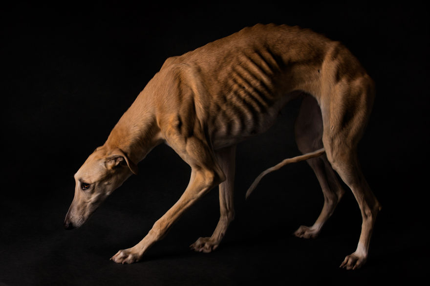 Abandoned Hunting Dogs In Spain By Travis Patenaude