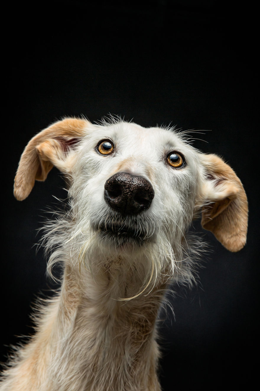 Abandoned Hunting Dogs In Spain By Travis Patenaude