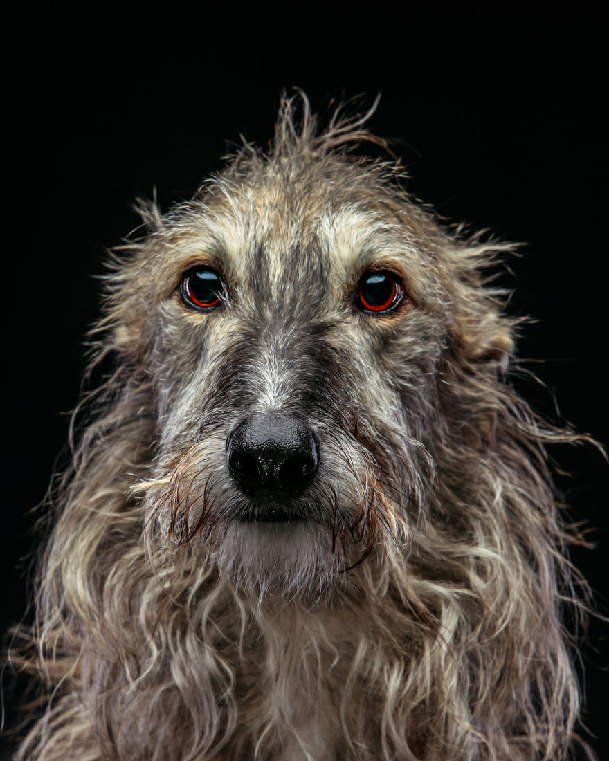 Abandoned Hunting Dogs In Spain By Travis Patenaude