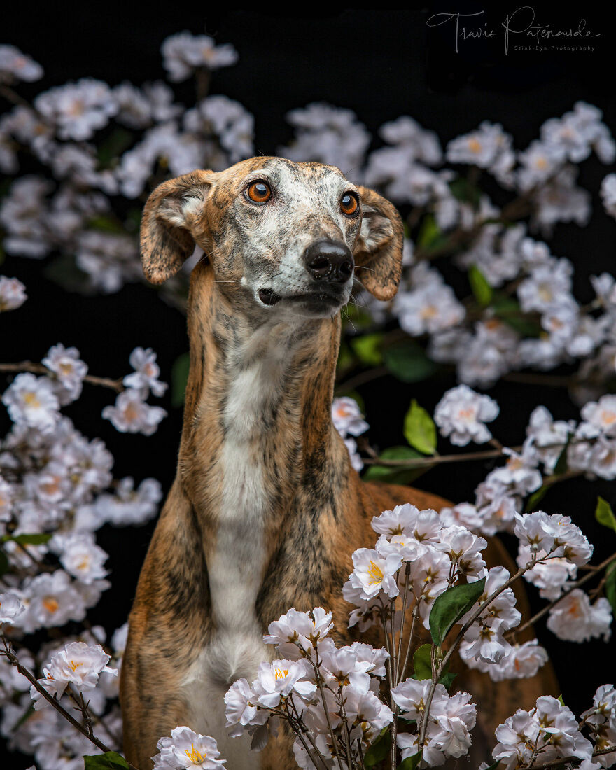 Abandoned Hunting Dogs In Spain By Travis Patenaude