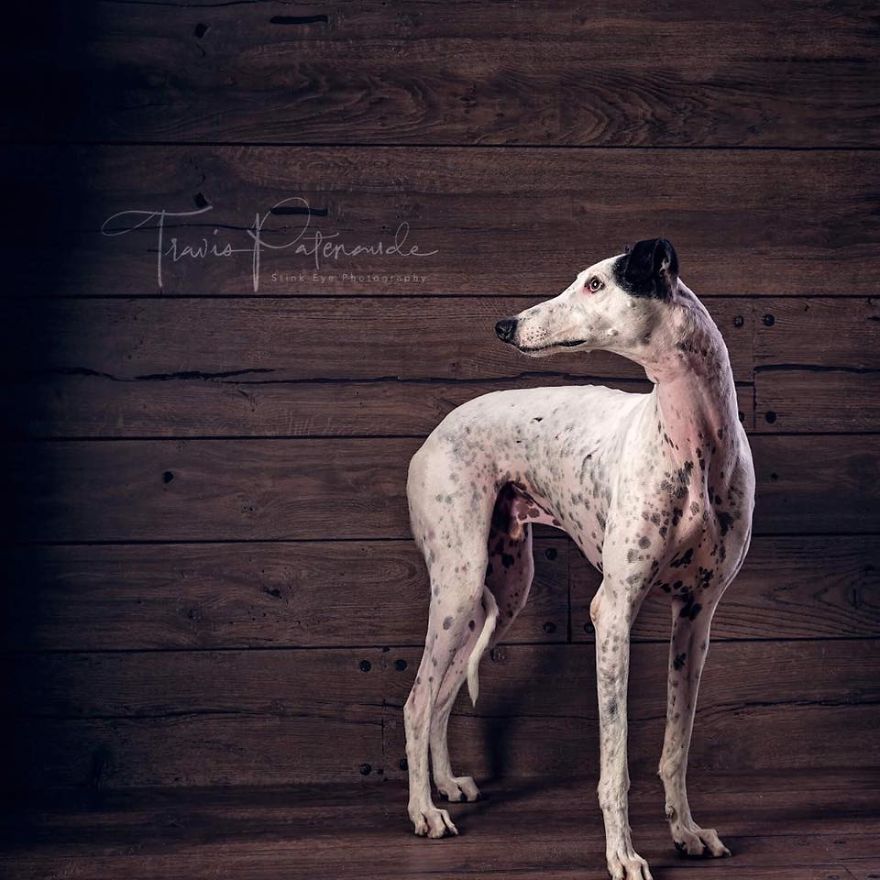 Abandoned Hunting Dogs In Spain By Travis Patenaude