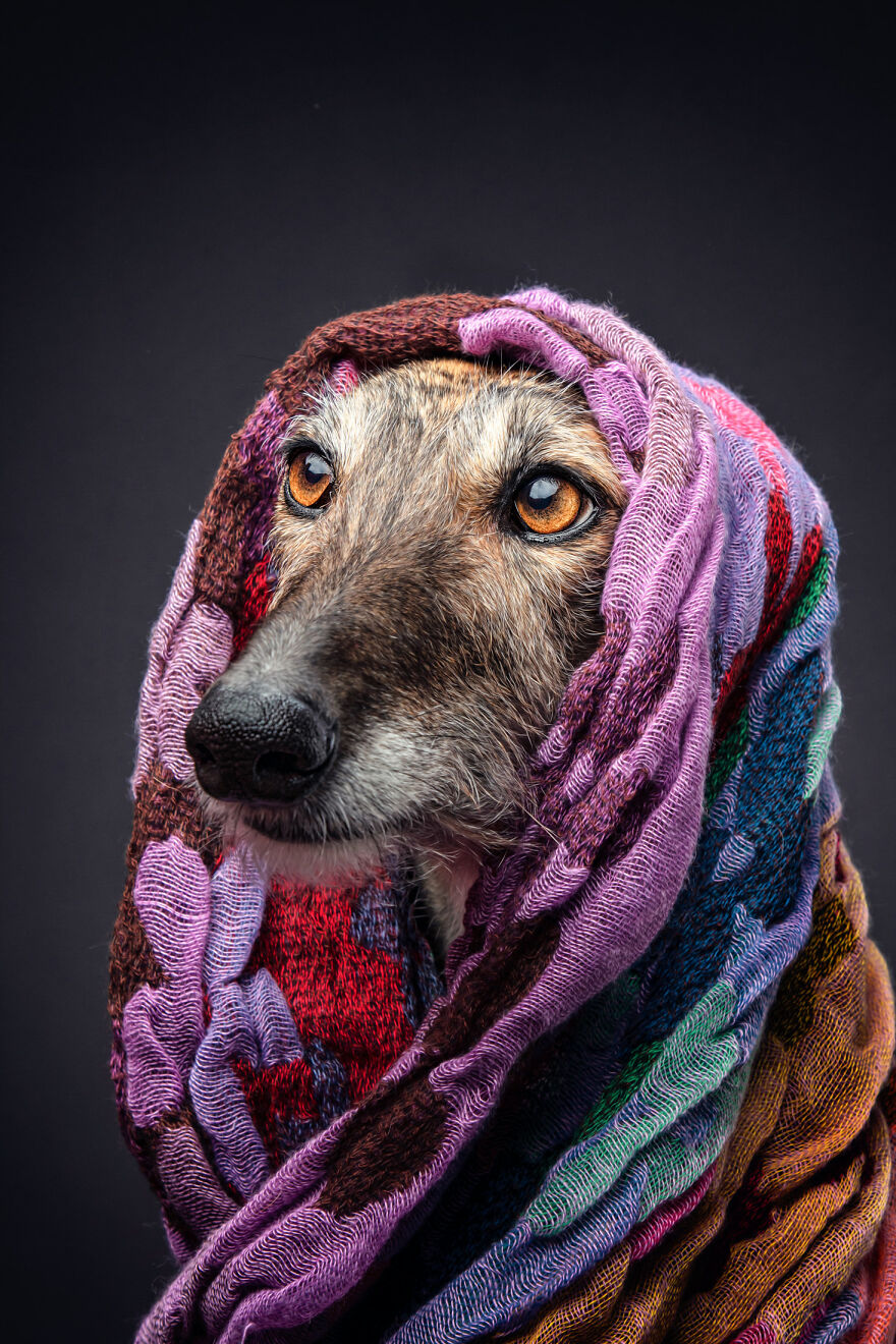 Abandoned Hunting Dogs In Spain By Travis Patenaude