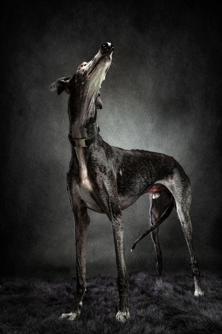 Abandoned Hunting Dogs In Spain By Travis Patenaude