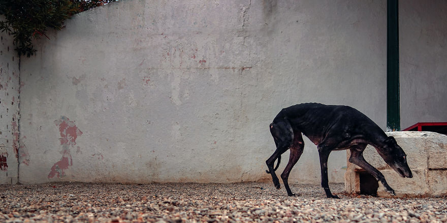 Abandoned Hunting Dogs In Spain By Travis Patenaude