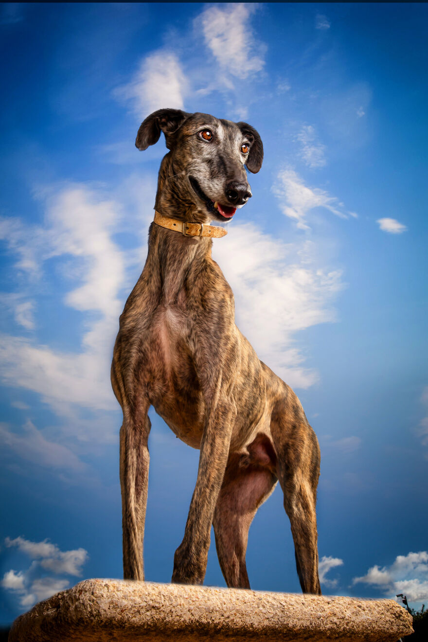 Abandoned Hunting Dogs In Spain By Travis Patenaude