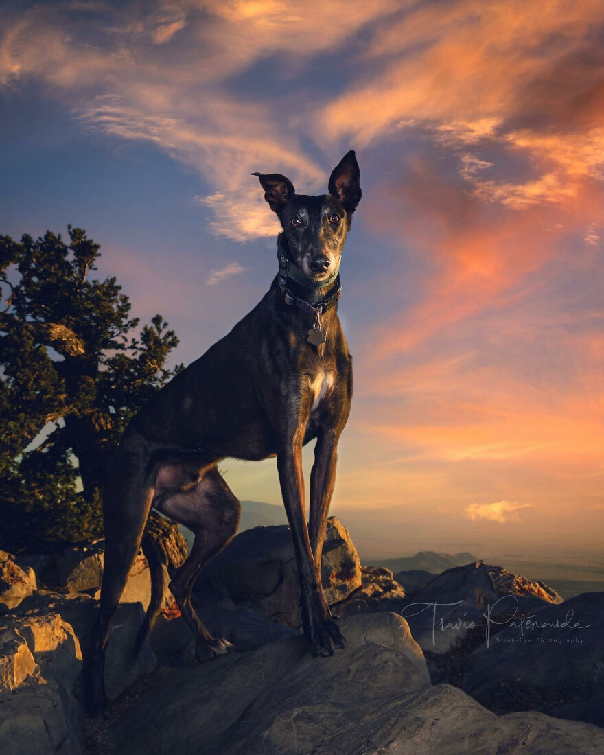 Abandoned Hunting Dogs In Spain By Travis Patenaude