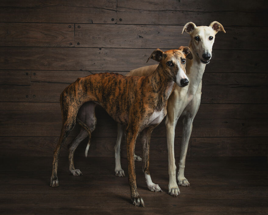 Abandoned Hunting Dogs In Spain By Travis Patenaude