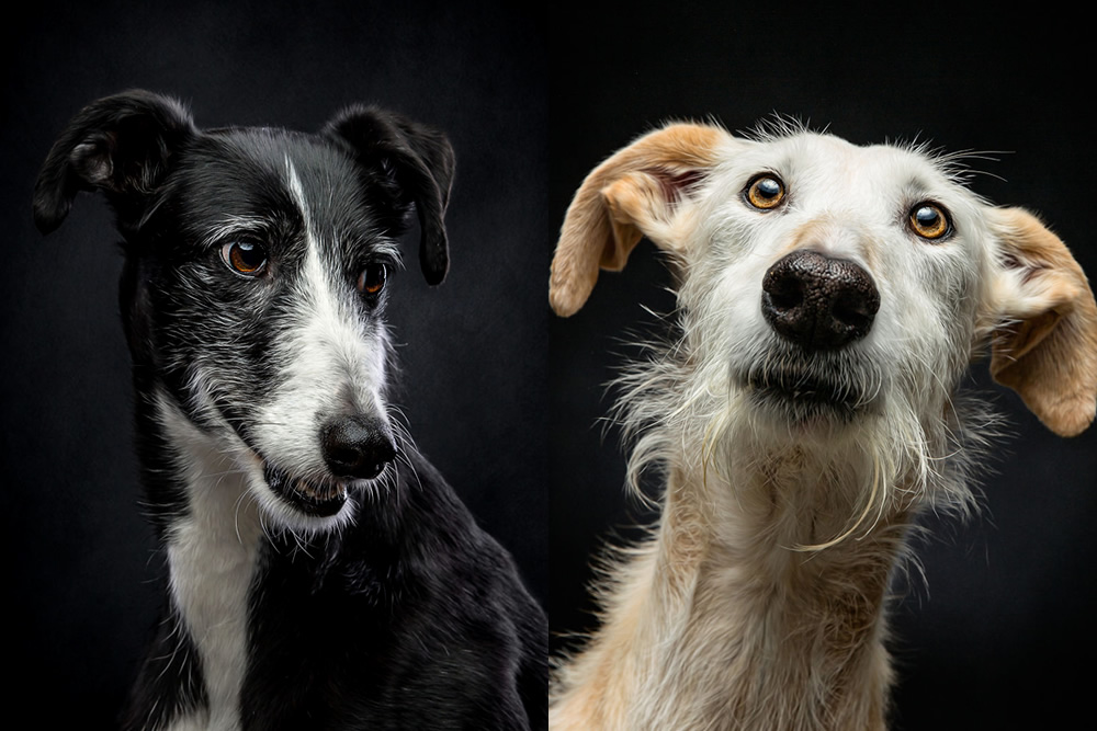 I Photographed Abandoned Hunting Dogs In Spain And I Tell Their Story Through My Photos