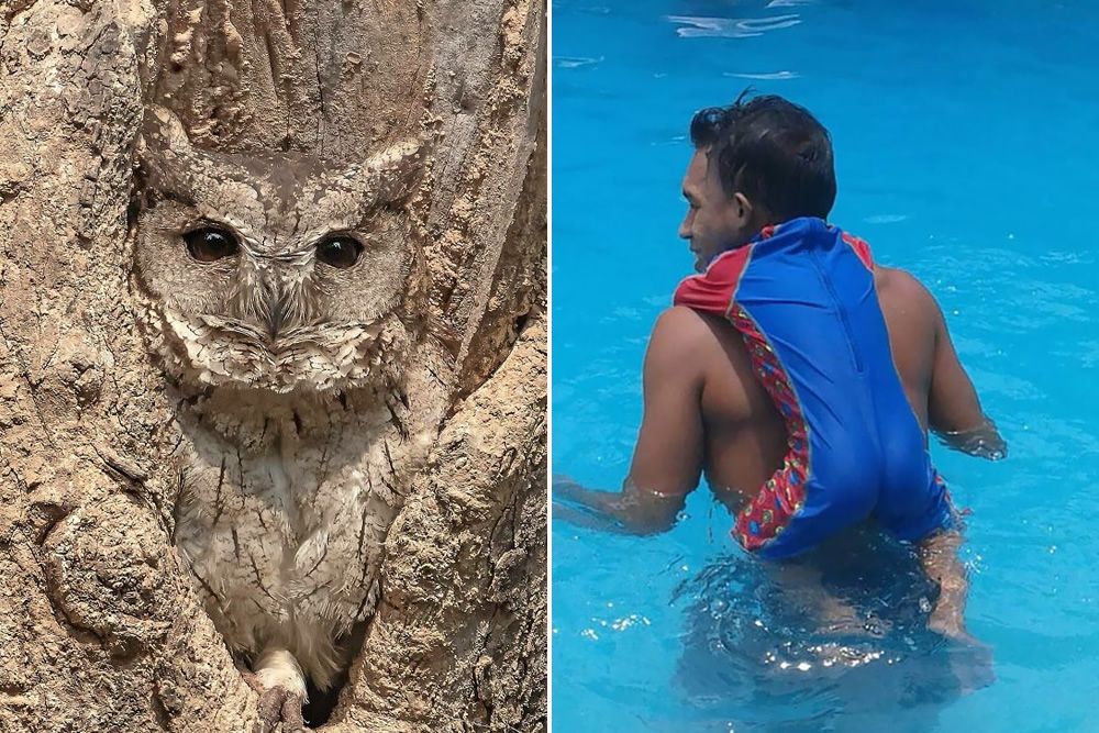 30 Accidental Camouflage Photos People Shared In This Online Group