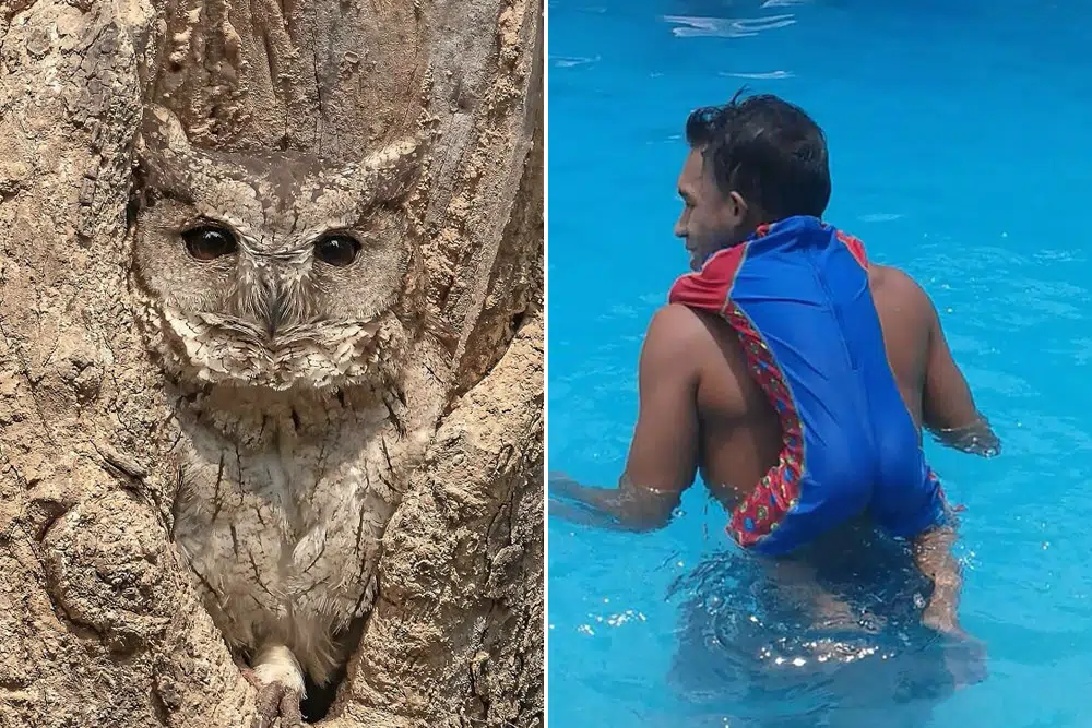 30 Accidental Camouflage Photos People Shared In This Online Group