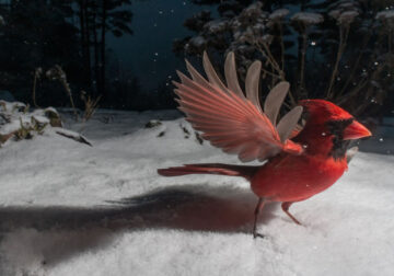 Wildlife Photographer Carla Rhodes Sets Up Camera To Reveal The Big Little World Beneath Her Bird Feeder