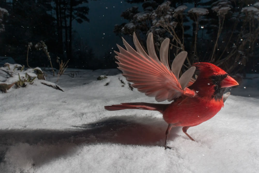 Wildlife Photographer Carla Rhodes Beneath the Bird Feeder