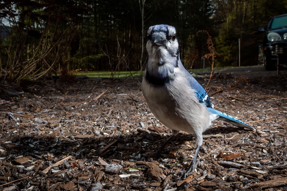 Wildlife Photographer Carla Rhodes Beneath the Bird Feeder