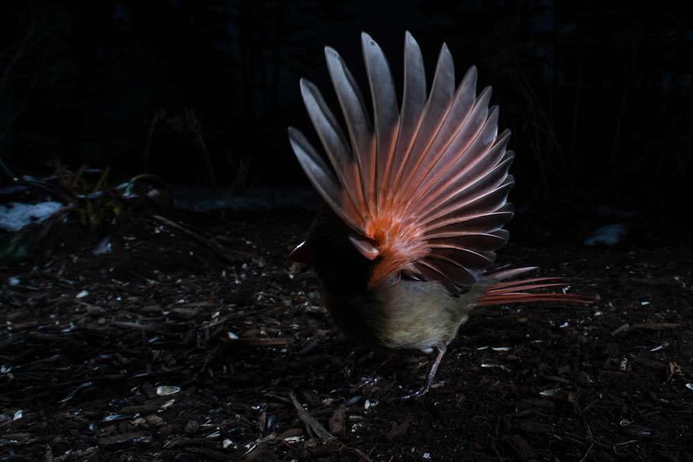 Wildlife Photographer Carla Rhodes Beneath the Bird Feeder