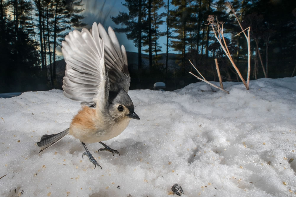 Wildlife Photographer Carla Rhodes Beneath the Bird Feeder