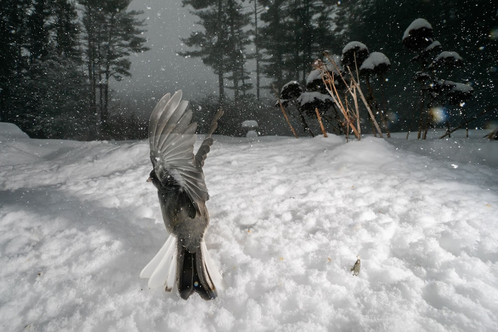 Wildlife Photographer Carla Rhodes Beneath the Bird Feeder