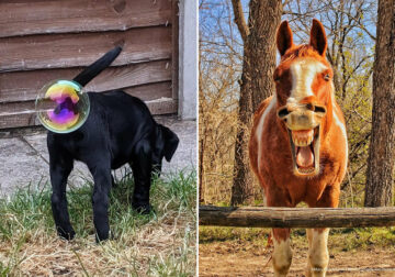 15 Funniest Photos From The Comedy Pet Photography Awards 2021