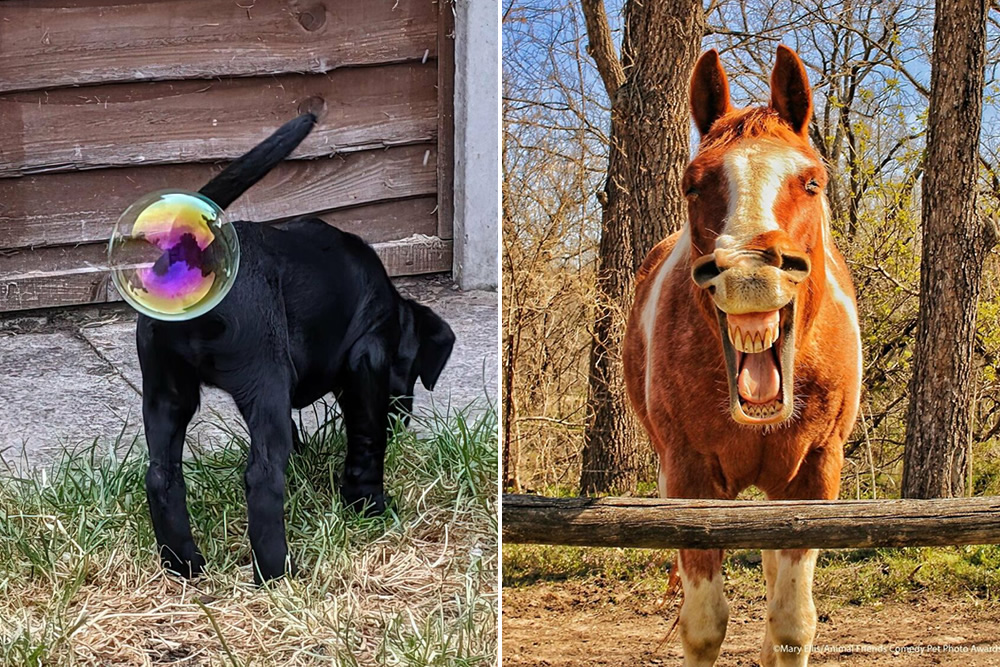 15 Funniest Photos From The Comedy Pet Photography Awards 2021