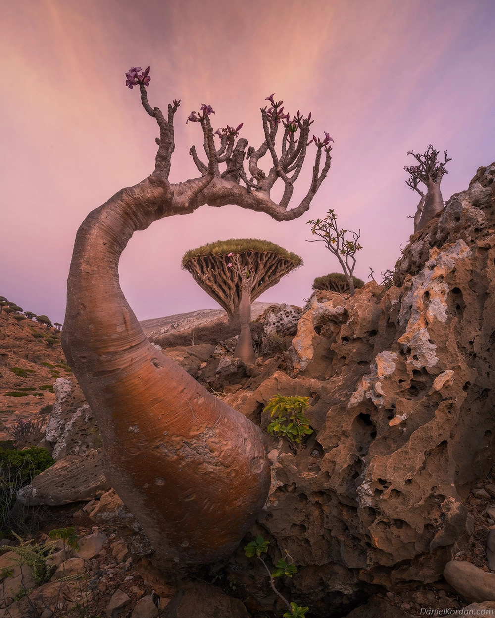 Fotógrafo Daniel Kordan lindamente capturadas árvores de sangue de dragão de Socotra