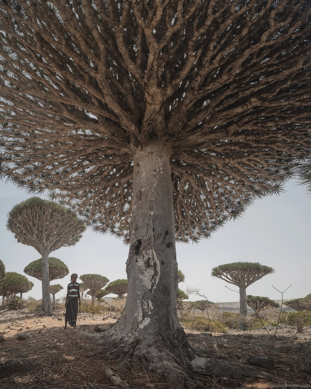 Fotógrafo Daniel Kordan lindamente capturadas árvores de sangue de dragão de Socotra