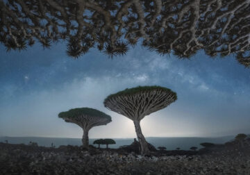 Photographer Daniel Kordan Beautifully Captured Dragon’s Blood Trees of Socotra