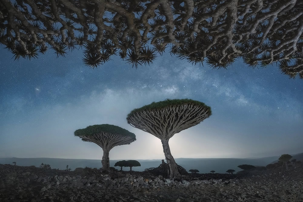 Photographer Daniel Kordan Beautifully Captured Dragon’s Blood Trees of Socotra