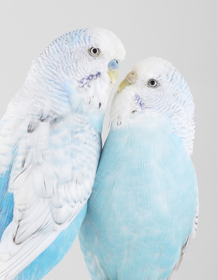 Intimate Bird Portraits by Leila Jeffreys