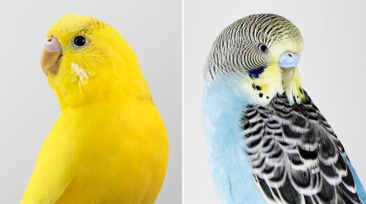 Intimate Bird Portraits Highlight The Refined Beauty Of Our Feathered Friends