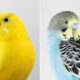 Intimate Bird Portraits Highlight The Refined Beauty Of Our Feathered Friends