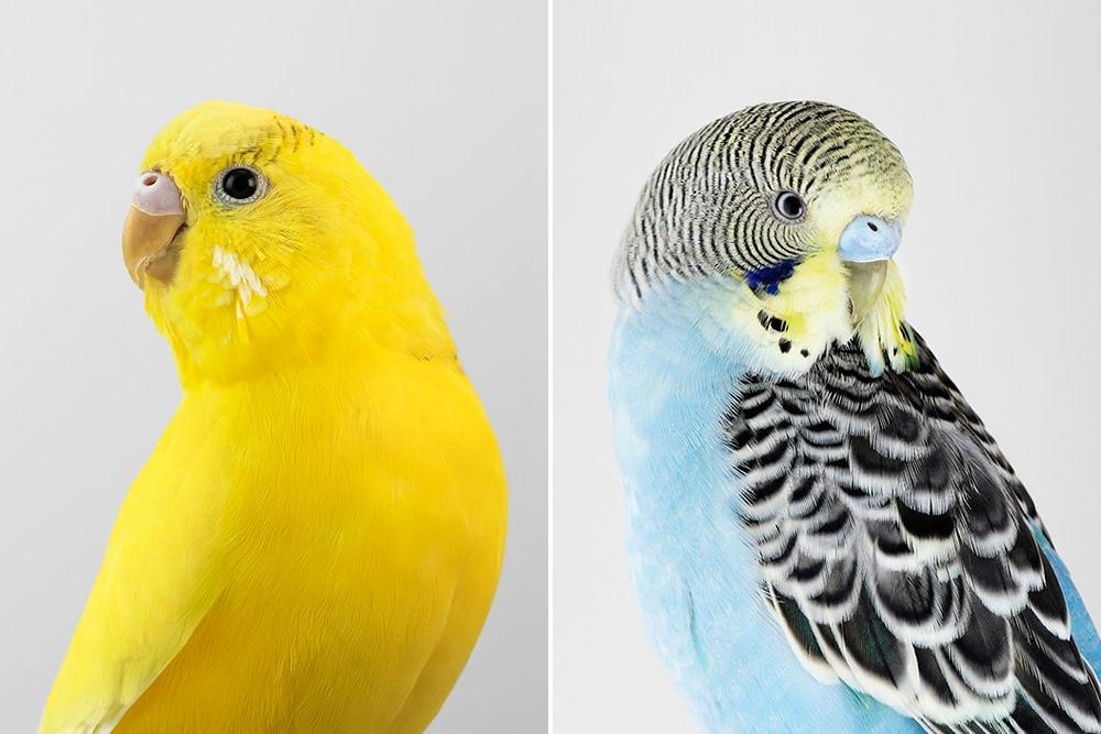 Intimate Bird Portraits Highlight The Refined Beauty Of Our Feathered Friends