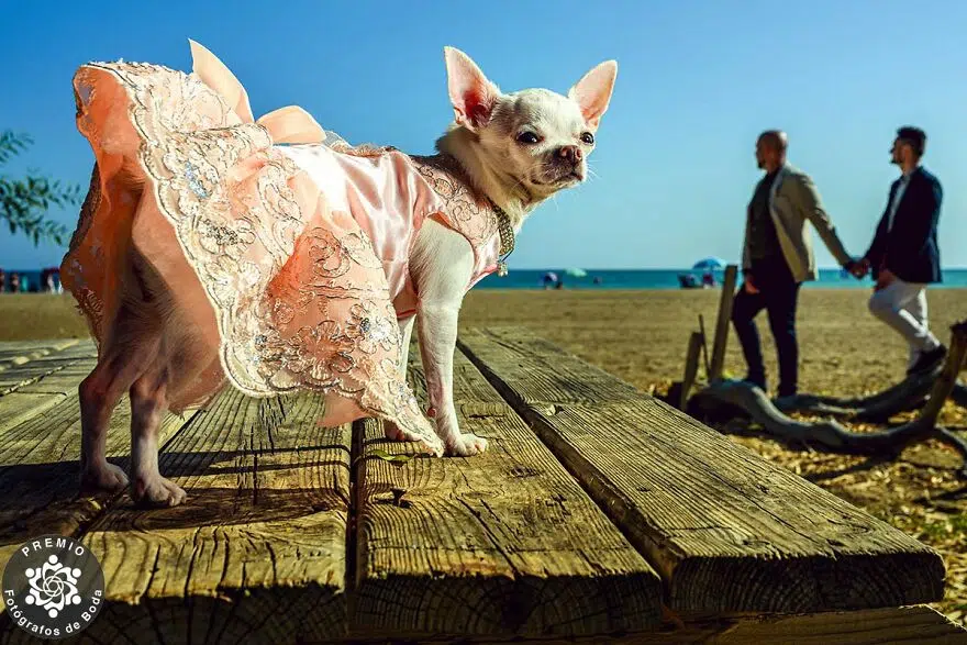 25 Best Photographers Of FdB Wedding Photo Awards