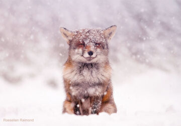 Photographer Roeselien Raimond Found A Fairytale Fox In Winter Wonderland