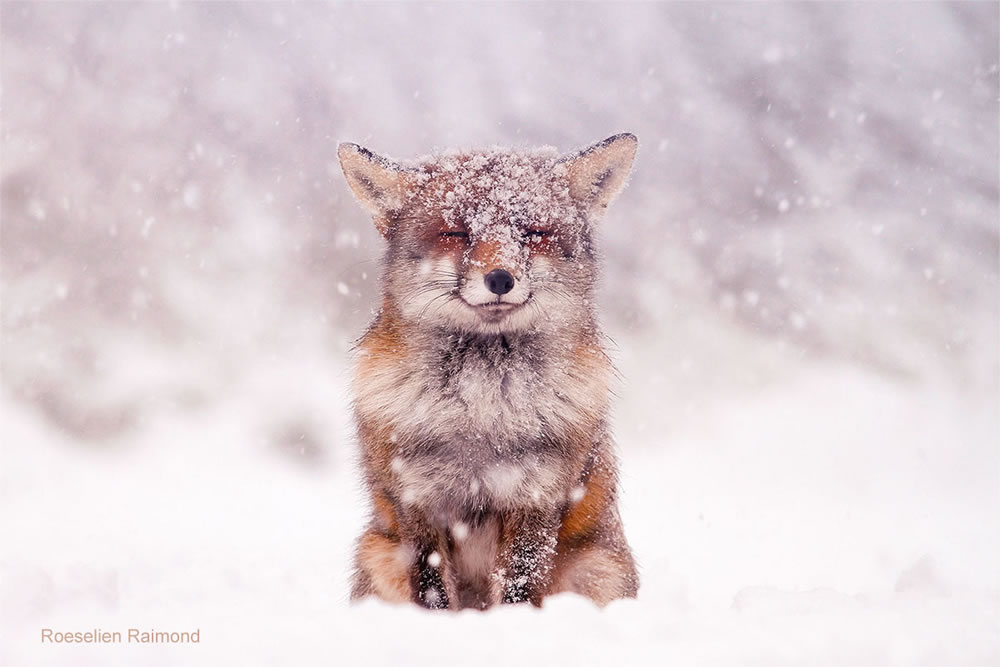 Photographer Roeselien Raimond Found A Fairytale Fox In Winter Wonderland 