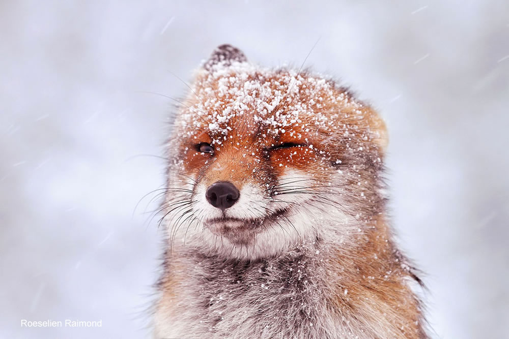 O fotógrafo Roeselien Raimond encontrou uma raposa de conto de fadas no país das maravilhas do inverno 