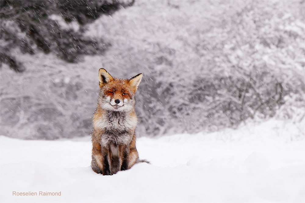 Photographer Roeselien Raimond Found A Fairytale Fox In Winter Wonderland 