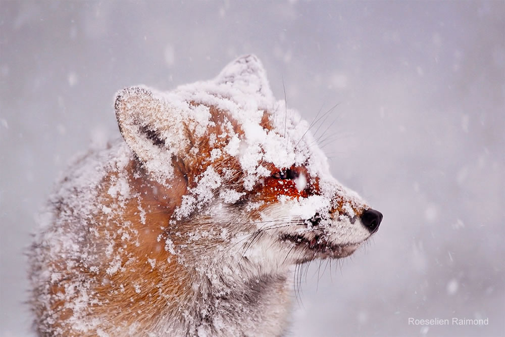 Photographer Roeselien Raimond Found A Fairytale Fox In Winter Wonderland 