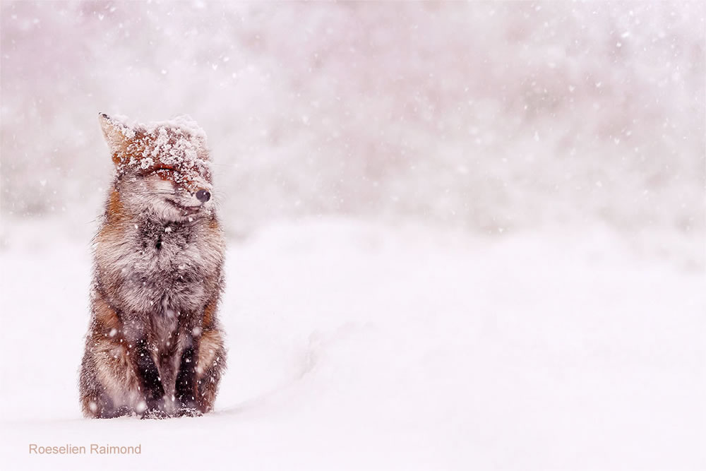 Photographer Roeselien Raimond Found A Fairytale Fox In Winter Wonderland 