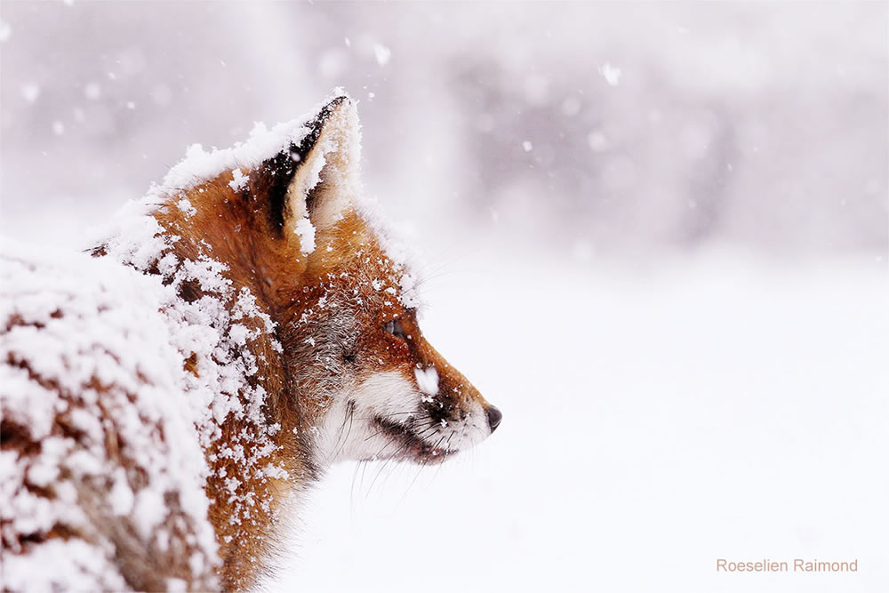 O fotógrafo Roeselien Raimond encontrou uma raposa de conto de fadas no país das maravilhas do inverno 
