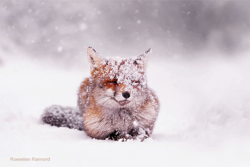 O fotógrafo Roeselien Raimond encontrou uma raposa de conto de fadas no Winter Wonderland 