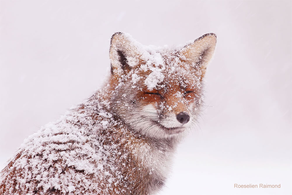 Photographer Roeselien Raimond Found A Fairytale Fox In Winter Wonderland 