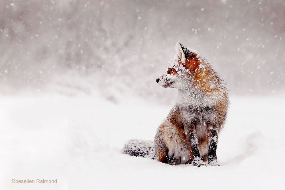 Photographer Roeselien Raimond Found A Fairytale Fox In Winter Wonderland 