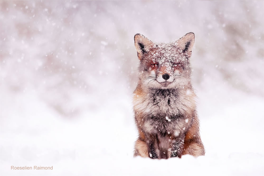 Photographer Roeselien Raimond Found A Fairytale Fox In Winter Wonderland 