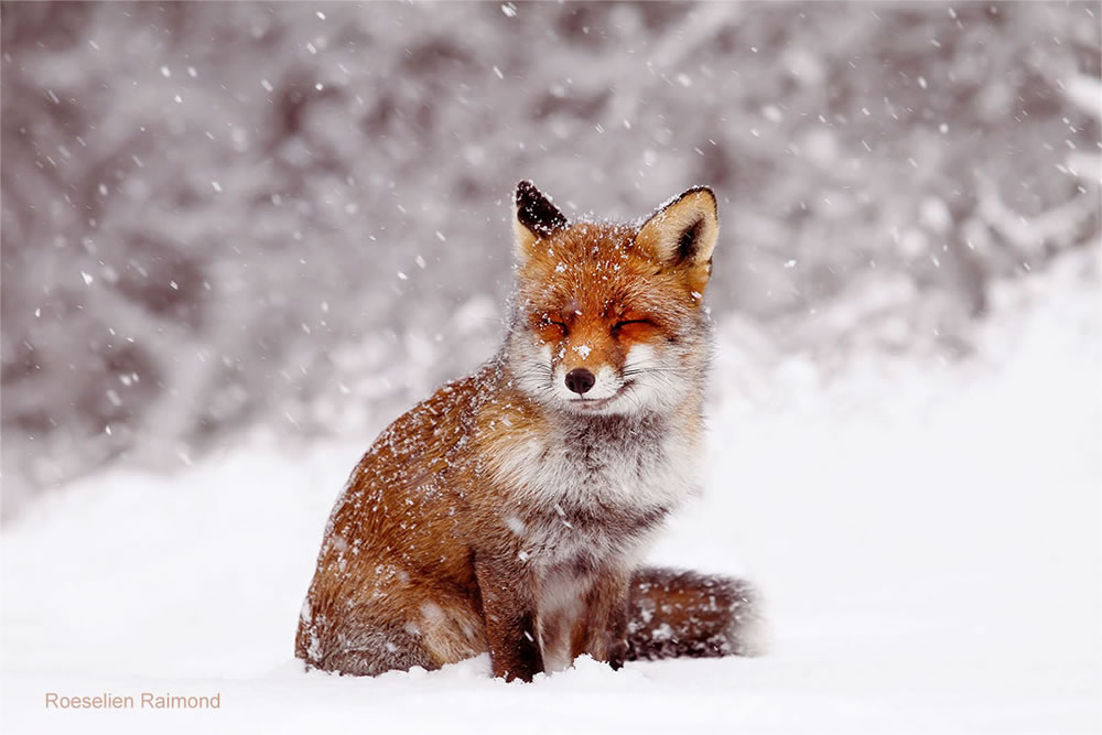 Photographer Roeselien Raimond Found A Fairytale Fox In Winter Wonderland 