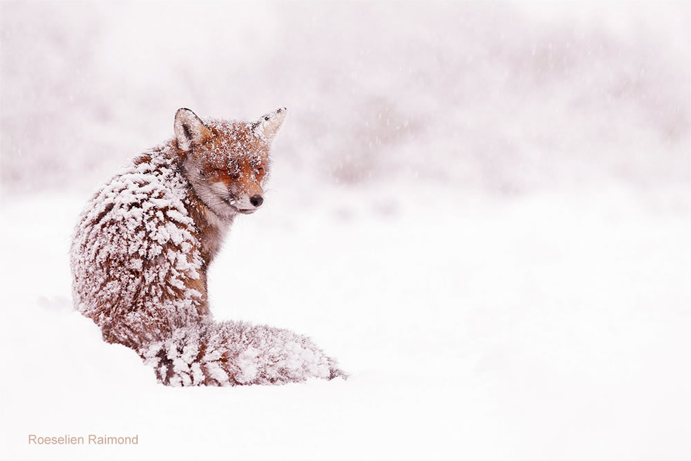 Photographer Roeselien Raimond Found A Fairytale Fox In Winter Wonderland 