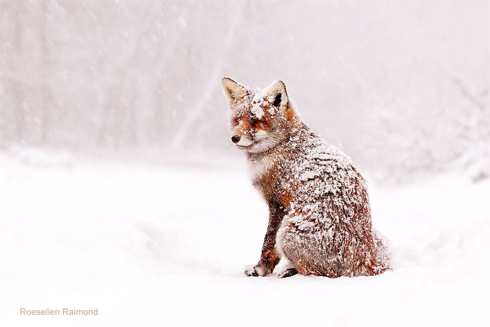 O fotógrafo Roeselien Raimond encontrou uma raposa de conto de fadas no Winter Wonderland 