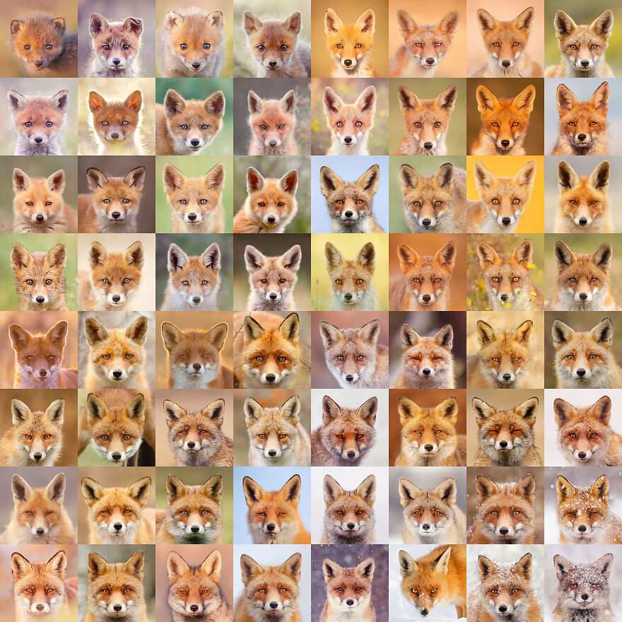 Sixty four foxy faces by Roeselien Raimond