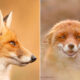 Photographer Roeselien Raimond Took 30 Pictures Of Different Foxes That Tell A Lot About Their Personalities